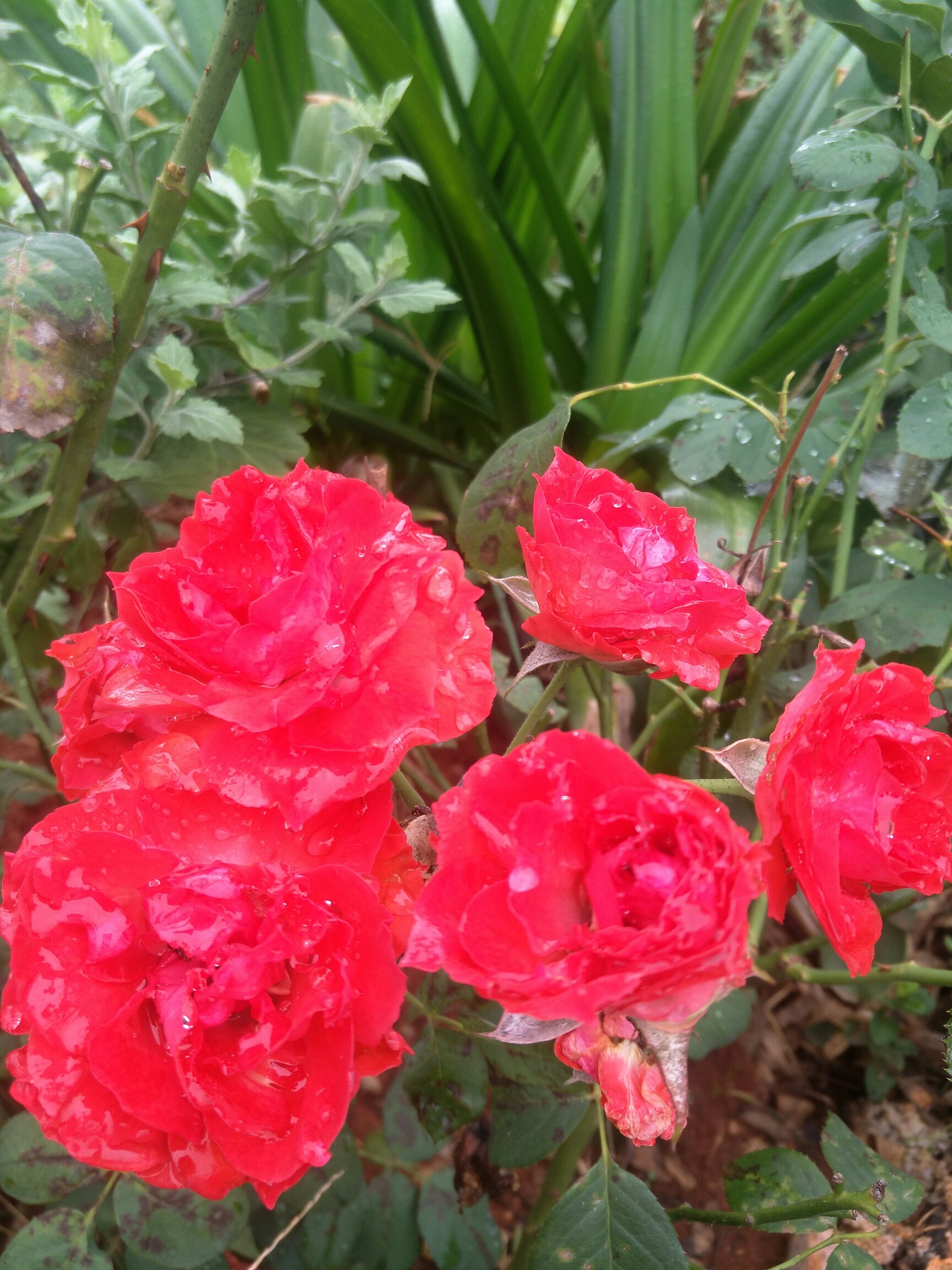 包含娈4N曚肷鉂ⅳ??鲵幨?w{_F臻鉩邐?r?PA0苓U酂s亏踎?忦-姾?导骼?MＡ93g浆2.Z)i煑挶oMm?	S48撣b媚q6?鯂葈??的词条